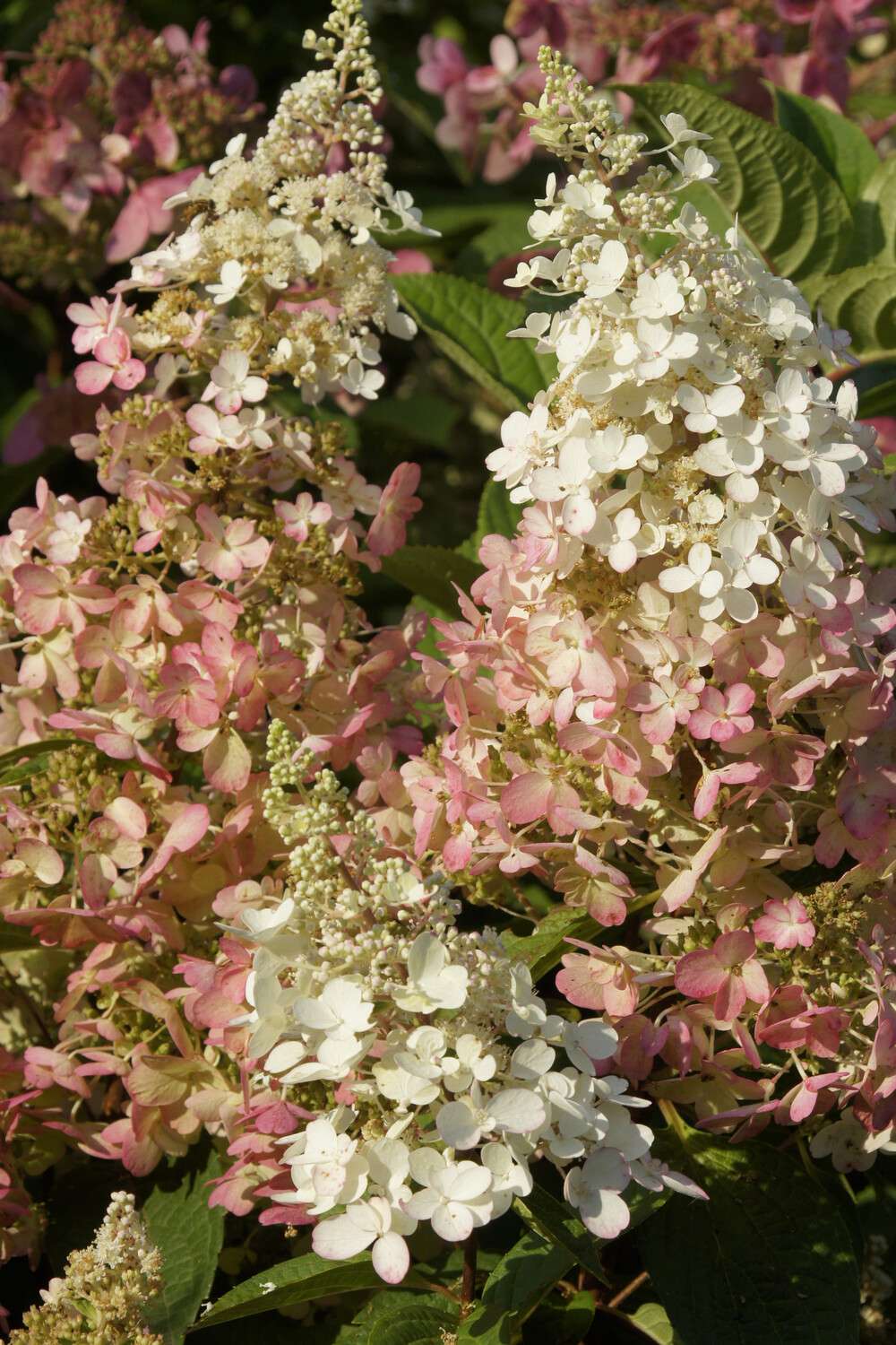 Hortensia 'Pinky Winky'